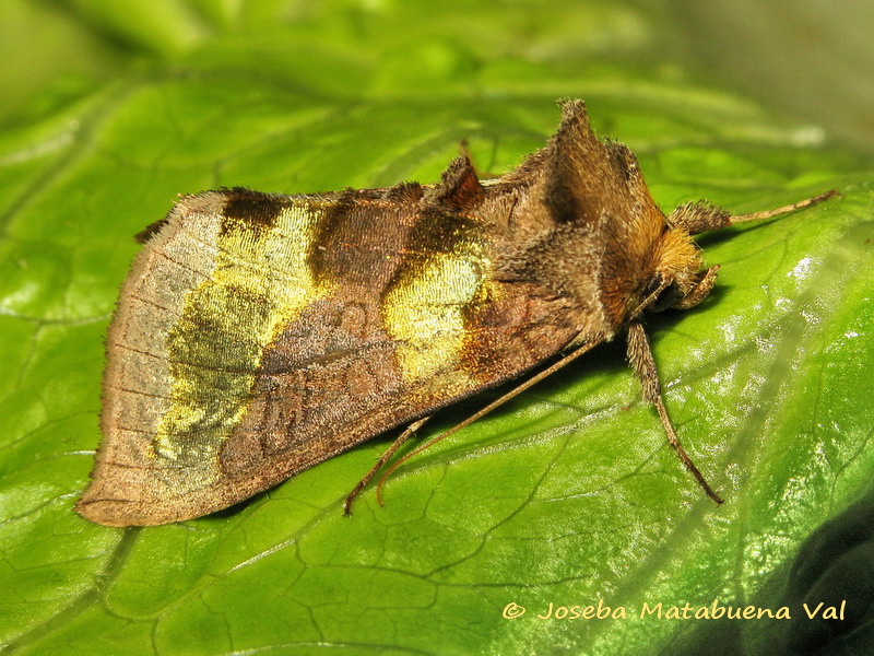 Diachrysia chrysitis - Noctuidae